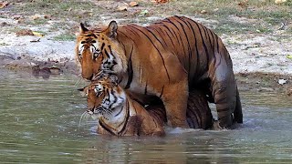 Tigers mating ritual in the water recorded for the first time at Jim Corbett Tiger Reserve 🐯👌 [upl. by Annaiek]