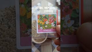 NEMESIA 💐✨ viralvideodiygardenseedsgardenplantslovenaturegardenseedsterracegardenideasfun [upl. by Hanleigh]