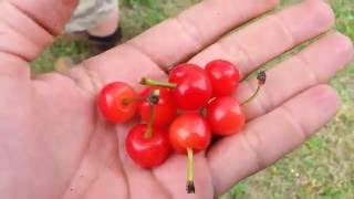 Fruit Hunting  Part 5  Montmorency Cherry  prunus cerasus  Urban Fruit Trees [upl. by Nwadahs65]