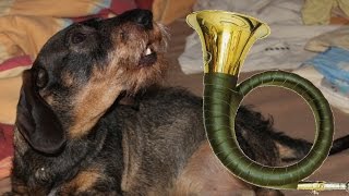 Dachshund howling to hunting horn music Dackel heult bei Jagdhornmusik [upl. by Garvin]