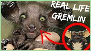 What If Gremlins Were Real [upl. by Assadah]