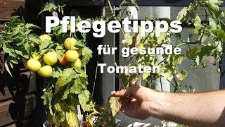 Tomatenpflege Standort Stützen Ausgeizen Düngen Krankheiten [upl. by Ylera]