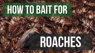 How to Bait For Cockroaches Gel Baits [upl. by Alathia]