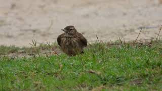 Crested Lark Cappellaccia Galerida cristata apuliae [upl. by Yttig]