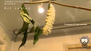 TAWARABAN ニワウルシ（シンジュ） の葉を食べるエリ蚕＿Eri silk worm eating leaves Ailanthus altissima [upl. by Saville504]