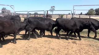 20 Steers  Weaner amp Yearling Sale 25102024 [upl. by Anaoj]