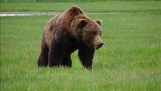 Katmai BIG Brown Bear Approaching  Close enough [upl. by Timotheus]