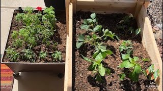 Raised Vegetable Garden Update Week 0  Colorado Springs  HotDryWindy Climate [upl. by Pinzler709]