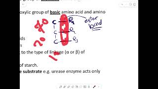 Specificity of The enzymes [upl. by Ikeda]