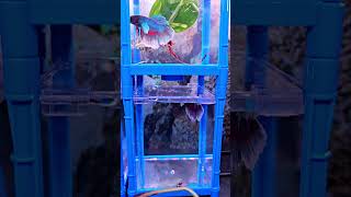 Betta Fish Betta Fish set up bettafish bettahobby betta tinyfish [upl. by Ellednahc]