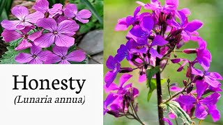 Honesty Lunaria annua identification [upl. by Albina]