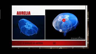 Classification of Cnidaria and Porifera Part 1 Explained in Urdu [upl. by Audie57]