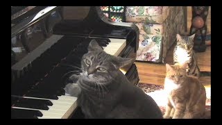 CATcerto ORIGINAL PERFORMANCE Mindaugas Piecaitis Nora The Piano Cat [upl. by Ilojne]