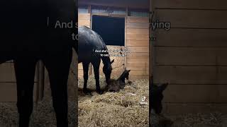 So did you get it right foal horse equestrian viral baby newborn babyhorse bodylanguage [upl. by Ika]