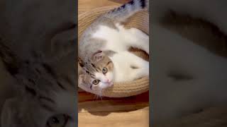 【仔猫 マンチカン】かわいい鳴き声の仔猫 Munchkin Cute mewling kitten [upl. by Naved601]