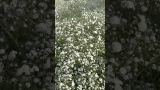 Gypsophila [upl. by Madelene]