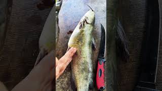 Top 5 Wade Fishing Techniques fishing catchfish fish shorts cooking food fishingtours fyp [upl. by Tessa997]