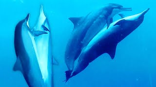 Dolphins Mating [upl. by Dodie]