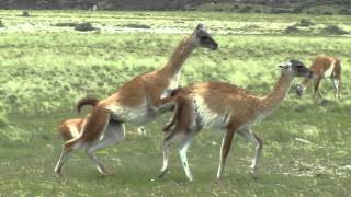 GUANACOS ENAMORADOS HACIENDO UN ACTO DE AMOR DELANTE NUESTRO [upl. by Sharos]