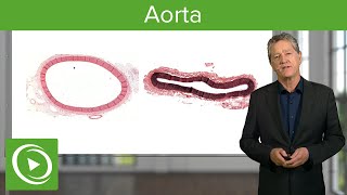 Aorta Structure amp Functions – Histology  Lecturio [upl. by Kado]