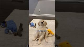 Things that are cute only when dogs do it 😂 Pt 2 dogshorts dogs puppy puppies goldenretriever [upl. by Storm]