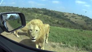 Driving Through the Lion Park [upl. by Goodwin]