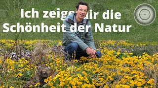 Die Schönheit der Natur erkennen  erste Bienenpflanzen [upl. by Hilaria414]