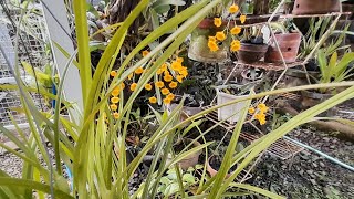 Anggrek Berbunga di Kebunku  Maxillaria tenuifolia D lindleyi dll [upl. by Morganne]