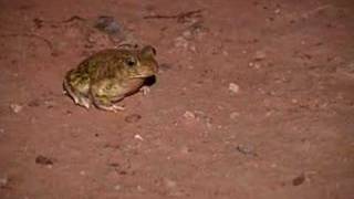 Spadefoot Toad [upl. by Erie]