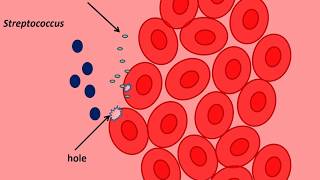 virulence factor of streptococcus [upl. by Rednasyl248]