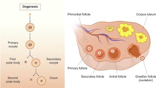 02 General Embryology lecture 2 part 2  2 Oogenesis [upl. by Euqirne]