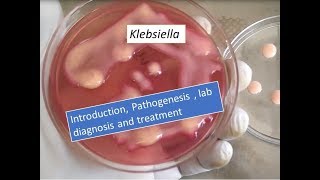 Klebsiella pneumoniae introduction pathogenesis lab diagnosis and treatment [upl. by Adal]