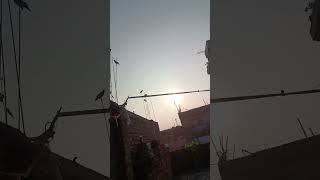 Birds Chirping at home newyearsong newyear2024 [upl. by Niawd]