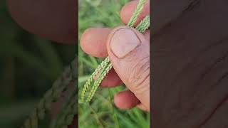 Eleusine indica  Wild relative of Ragi [upl. by Nbi]