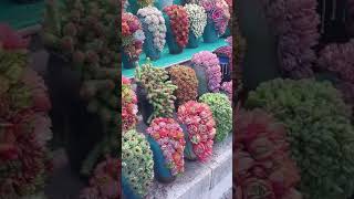 SUCULENTAS COLORIDAS plantas shortvideo comoplantar jardim [upl. by Monte]