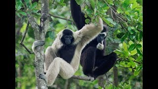 Gibbons singing [upl. by Naut]