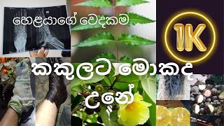 ආශ්චර්යවත් සිංහල අපේ වෙදකම 🙏🙏  Miracle of Sinhalese Medicine  Srilankan Best Wedakam Ayurvedic [upl. by Esele]