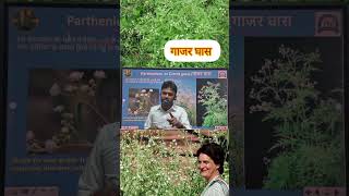 Parthenium or Carrot grass गाजर घास  parthenium allergy bl asthma congresgrass vikassirbio [upl. by Wills610]