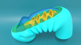 3D Embryology of Pharyngeal arches Pharyngeal Pouches Pharyngeal clefts and Pharyngeal Apparatus [upl. by Eytak265]