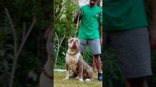 EARTH BULLIES KENNEL AMRICANBULLY PITBULL XDOGSCHOOL DOGS DOG DOGLOVER DOGSLIFE [upl. by Elleivad]