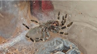 Vitalius chromatus  Time lapse moult [upl. by Lorenzana]