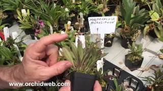 OrchidWeb  Masdevallia microsiphon [upl. by Haugen]