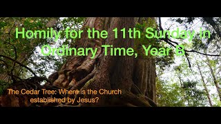 The Cedar Tree Where is the Church established by Jesus  11th Sunday Homily Year B 2024 [upl. by Nahsyar]