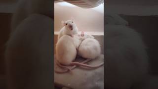 quotThis Adorable Mouse Yawn will Melt Your Heart 🐭💖😍quot whitemousemouseyawncuteanimals [upl. by Suruat485]