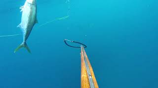 Smooth Hammerhead Sphyrna zygaena at Maroubra NSW [upl. by Nylodnew]