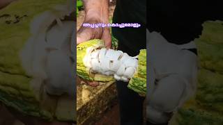 Trying Cocoa Fruit chocolate fruit shorts shortvideo [upl. by Eladnyl]