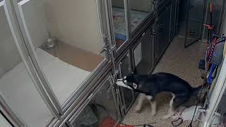 Husky escapes from cage and tries to rescue other dogs at shelter [upl. by Terrye]