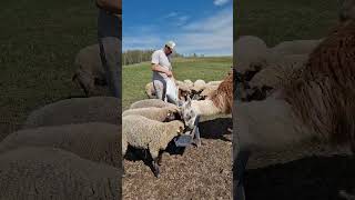 Kokybiškas maistas  laimingi gyvūnai 🤗I Čepūkis shorts animals farm [upl. by Dalton980]