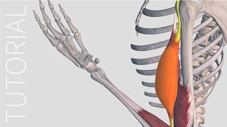 Muscle Motion  Complete Anatomy [upl. by Ynetsed]