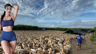 Drive the ducks back to the farm for dinner  duck farm tv [upl. by Casey]